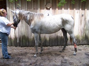 anglo-arab-rescue-horse-florida-story-willow-2