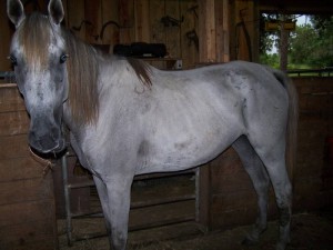 anglo-arab-rescue-horse-florida-story-willow-3
